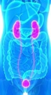 The Prevalence of Nocturia and Nocturnal Polyuria After Renal Transplantation and Associated Factors